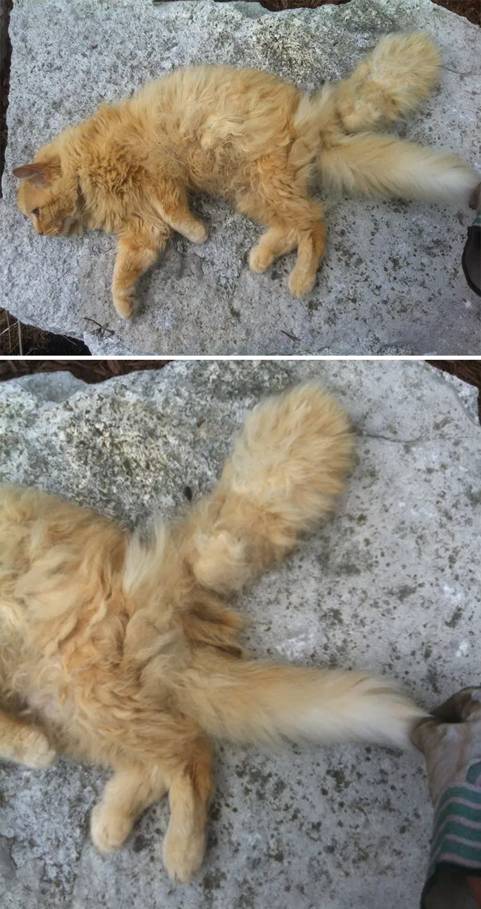 Met This Cat Today With Two Tails