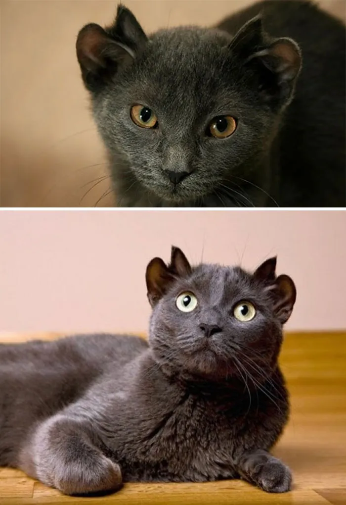 Cat Named Yoda Was Born With An Extra Set Of Ears