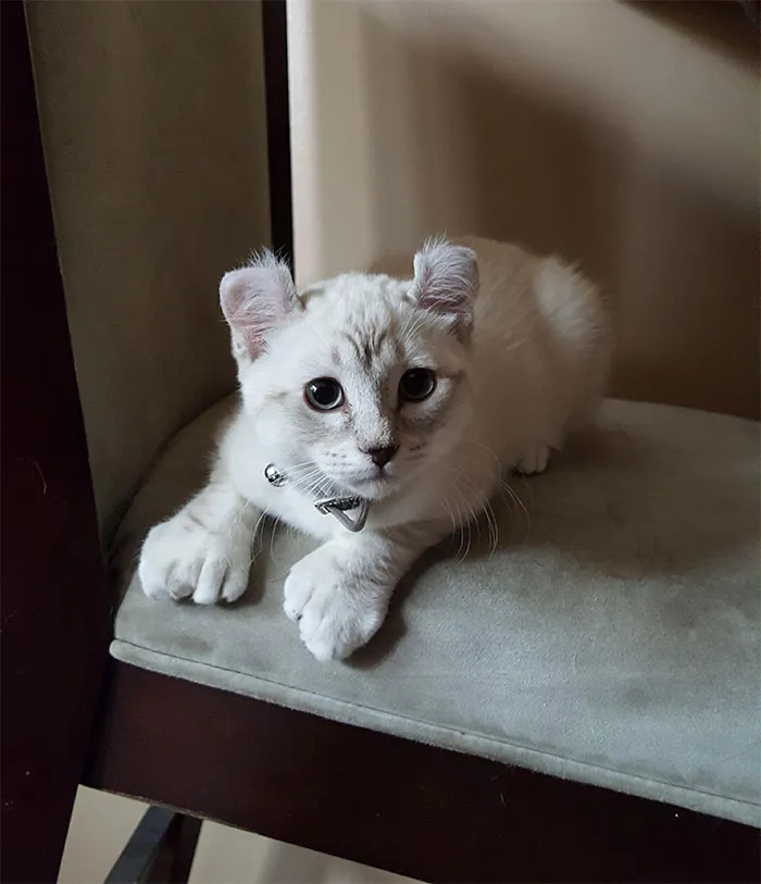 Meet Phoebe, The Polydactyl Highland Lynx Complete With Curled Ears And A Bobtail