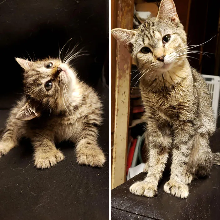 This My Nugget At 2 Months Old And 1 Year Old. She's My Stunted Growth, Cross Eyed, Head Tilted, Polydactyl, Special Kitty