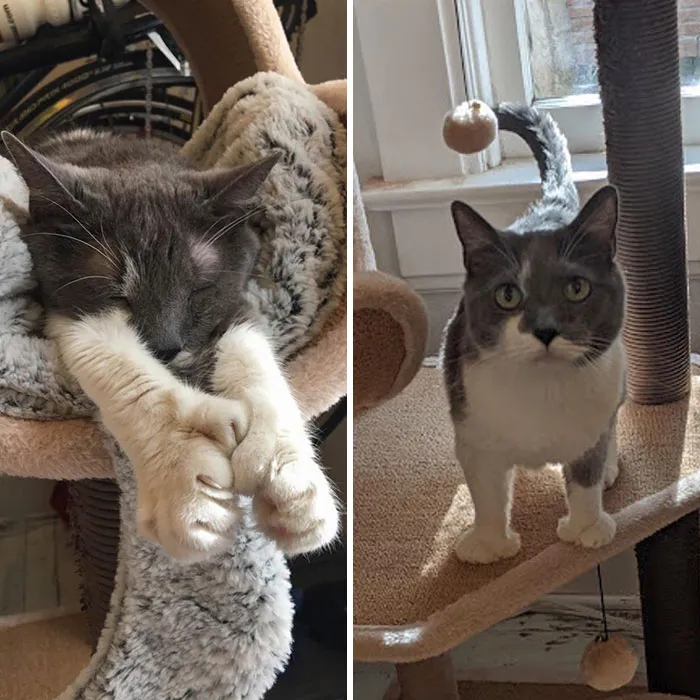 Esta es Migi, nuestra polidáctica gata de 6 años de edad