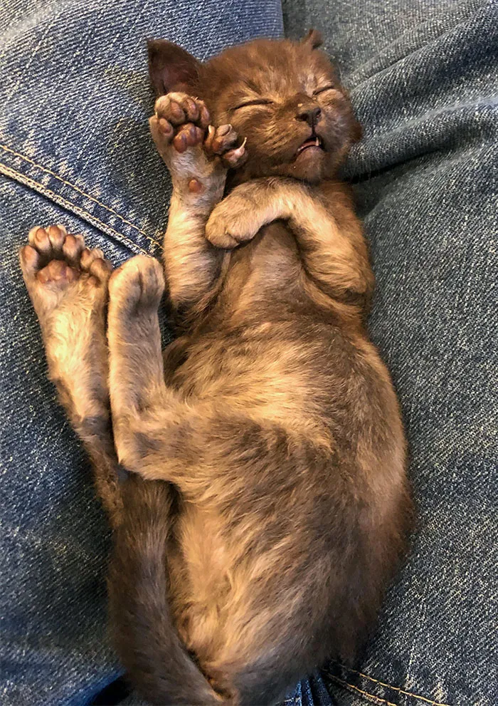 Almohadillas extra