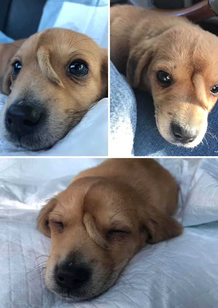This Unicorn Puppy Named Narwhal Was Found Abandoned With An Extra Tail On His Forehead