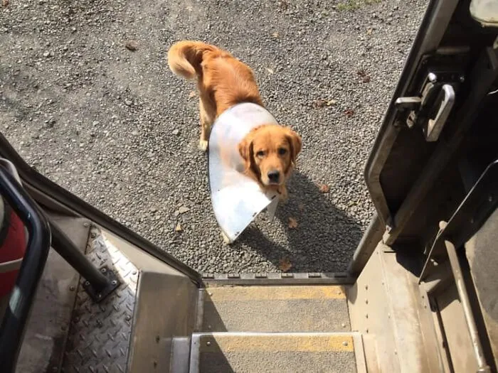 UPS Driver Captures The Cutest 'Clients' He Meets On Routes, And People Can’t Get Enough (30 Pics)