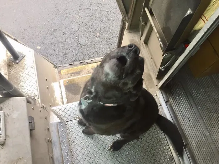 UPS Driver Captures The Cutest 'Clients' He Meets On Routes, And People Can’t Get Enough (30 Pics)