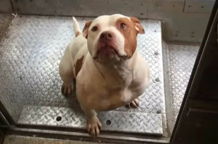 UPS Driver Captures The Cutest 'Clients' He Meets On Routes, And People Can’t Get Enough (30 Pics)
