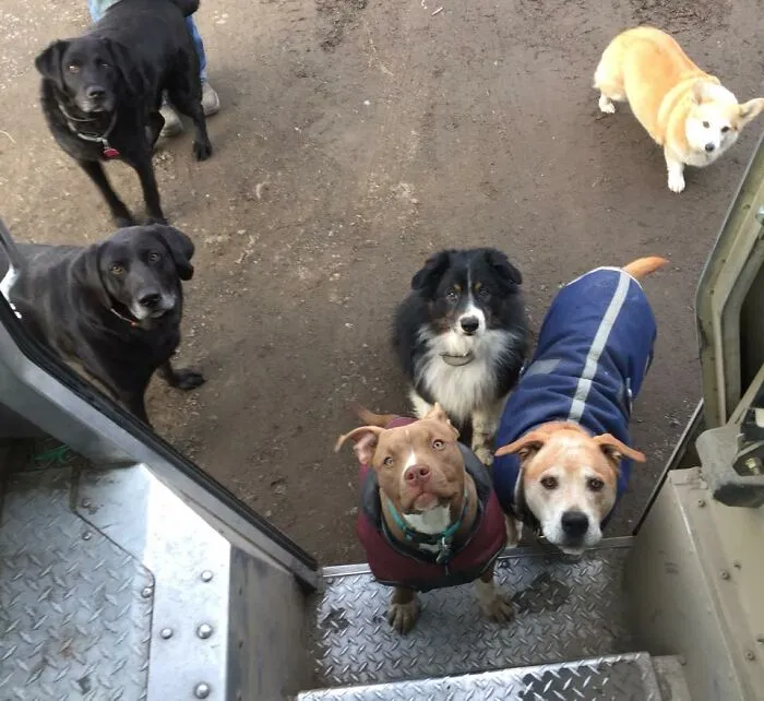 UPS Driver Captures The Cutest 'Clients' He Meets On Routes, And People Can’t Get Enough (30 Pics)