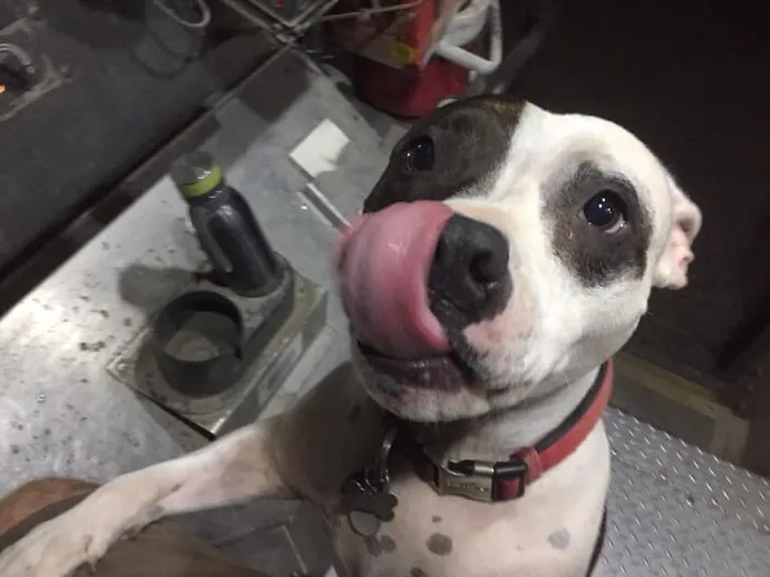 UPS Driver Captures The Cutest 'Clients' He Meets On Routes, And People Can’t Get Enough (30 Pics)