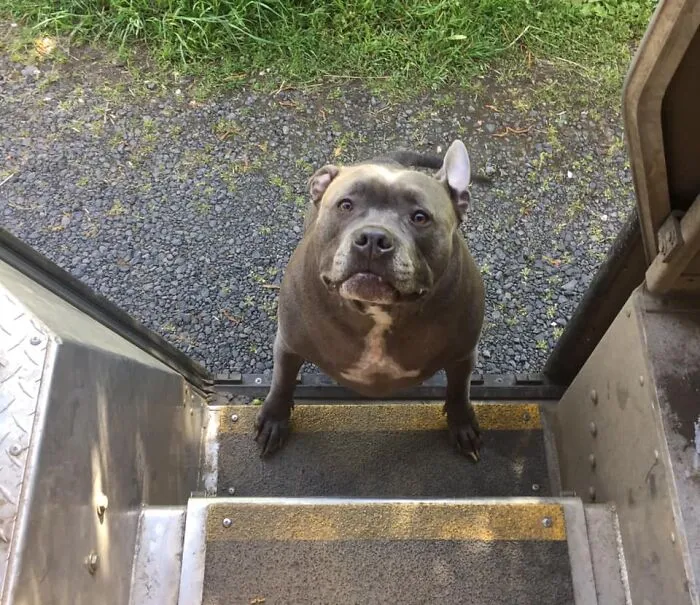 UPS Driver Captures The Cutest 'Clients' He Meets On Routes, And People Can’t Get Enough (30 Pics)