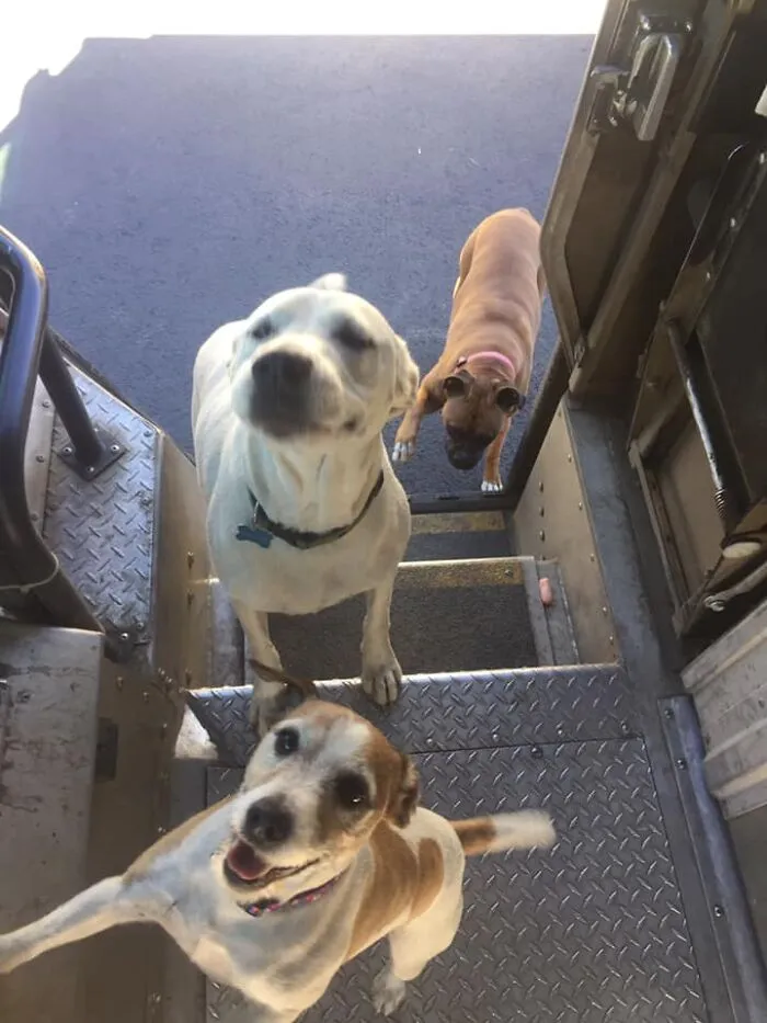 UPS Driver Captures The Cutest 'Clients' He Meets On Routes, And People Can’t Get Enough (30 Pics)