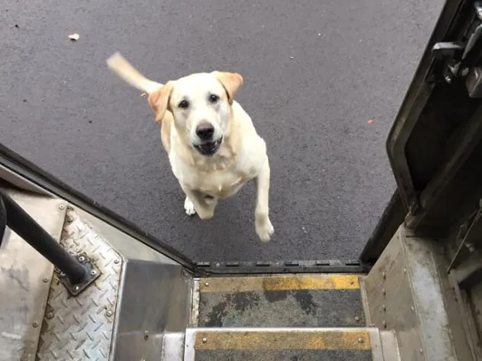 UPS Driver Captures The Cutest 'Clients' He Meets On Routes, And People Can’t Get Enough (30 Pics)