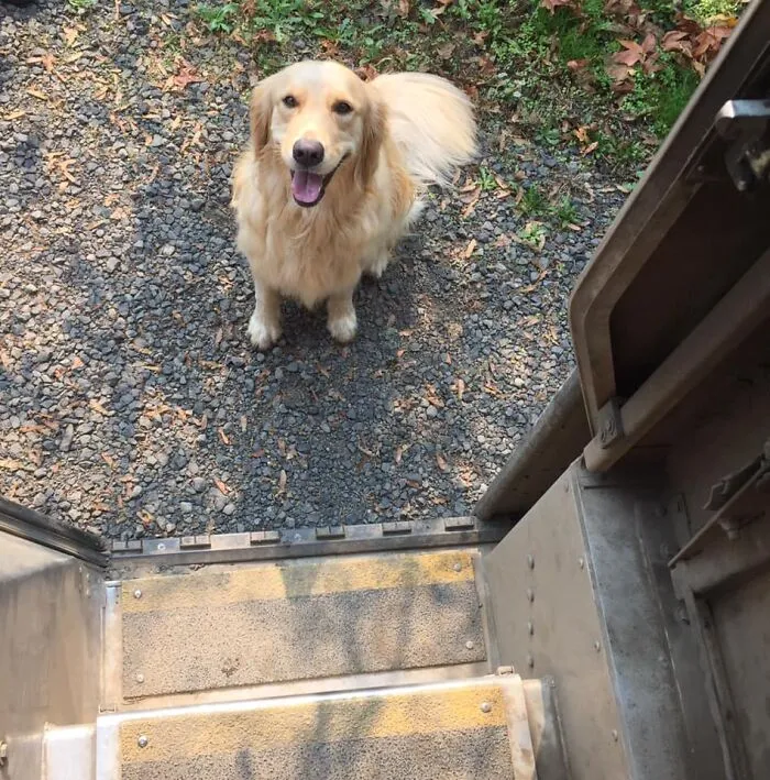 UPS Driver Captures The Cutest 'Clients' He Meets On Routes, And People Can’t Get Enough (30 Pics)