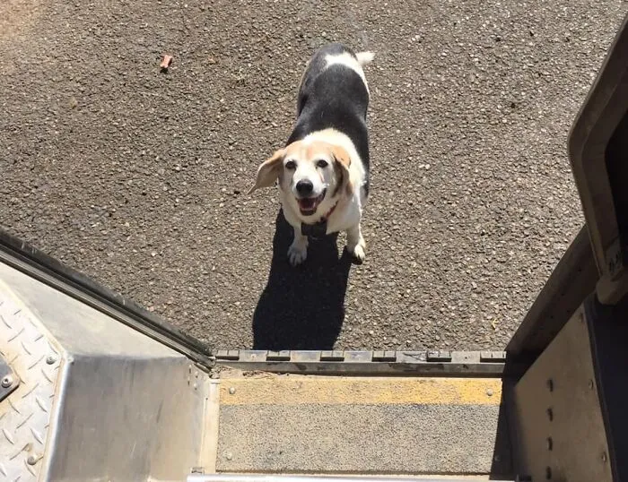 UPS Driver Captures The Cutest 'Clients' He Meets On Routes, And People Can’t Get Enough (30 Pics)