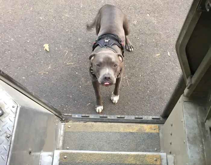 UPS Driver Captures The Cutest 'Clients' He Meets On Routes, And People Can’t Get Enough (30 Pics)
