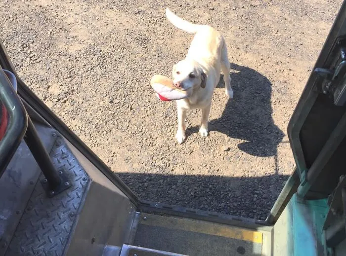 UPS Driver Captures The Cutest 'Clients' He Meets On Routes, And People Can’t Get Enough (30 Pics)