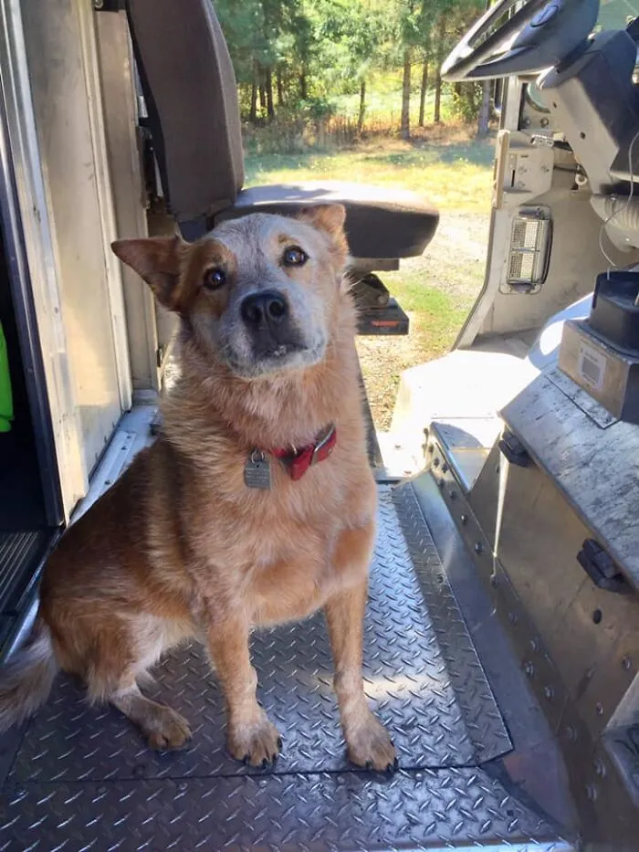 UPS Driver Captures The Cutest 'Clients' He Meets On Routes, And People Can’t Get Enough (30 Pics)