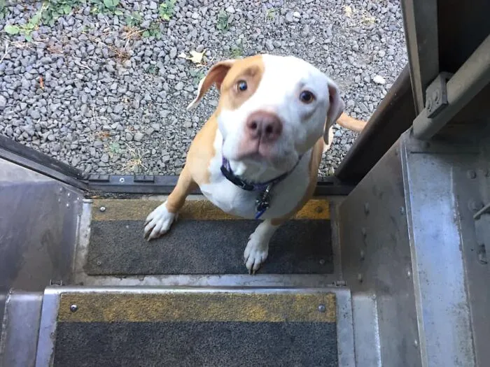 UPS Driver Captures The Cutest 'Clients' He Meets On Routes, And People Can’t Get Enough (30 Pics)