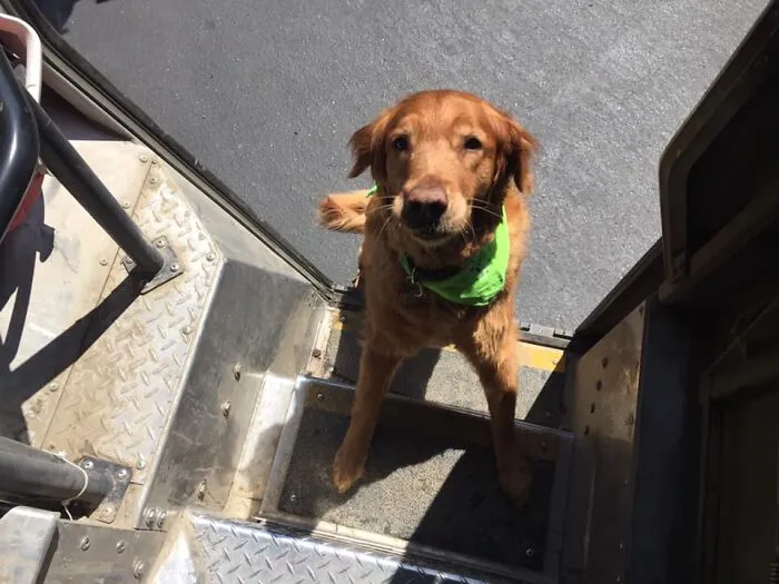 UPS Driver Captures The Cutest 'Clients' He Meets On Routes, And People Can’t Get Enough (30 Pics)
