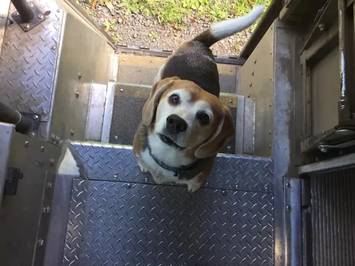 UPS Driver Captures The Cutest 'Clients' He Meets On Routes, And People Can’t Get Enough (30 Pics)