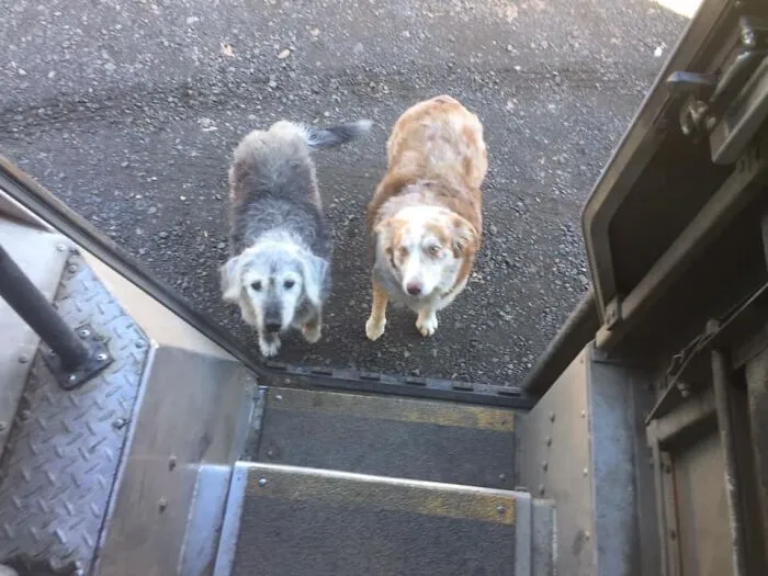 UPS Driver Captures The Cutest 'Clients' He Meets On Routes, And People Can’t Get Enough (30 Pics)