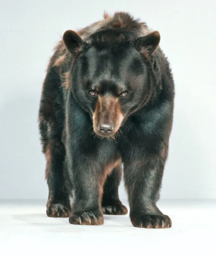 Jill Greenberg Photographed Bears In A Setting You’ve Probably Never Seen Before (30 Pics)