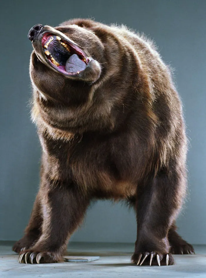 Jill Greenberg Photographed Bears In A Setting You’ve Probably Never Seen Before (30 Pics)