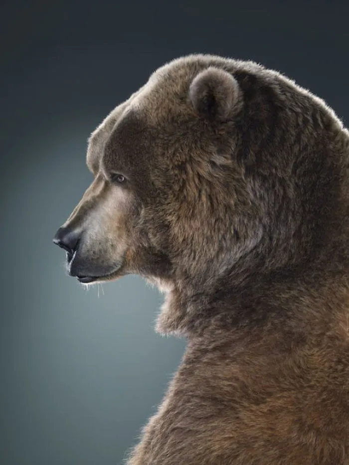 Jill Greenberg Photographed Bears In A Setting You’ve Probably Never Seen Before (30 Pics)