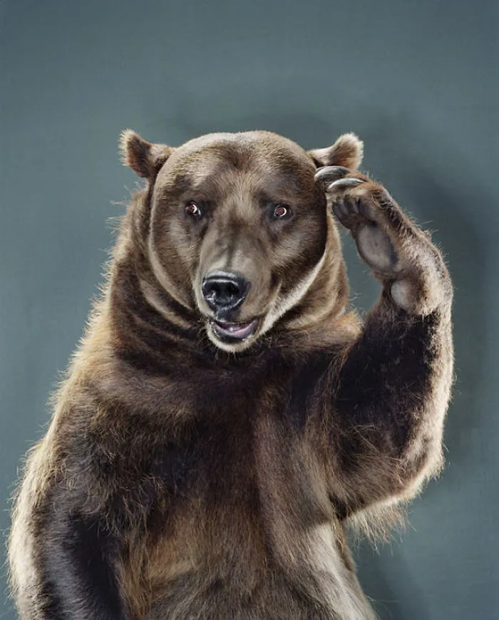 Jill Greenberg Photographed Bears In A Setting You’ve Probably Never Seen Before (30 Pics)