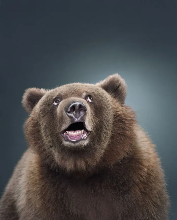 Jill Greenberg Photographed Bears In A Setting You’ve Probably Never Seen Before (30 Pics)