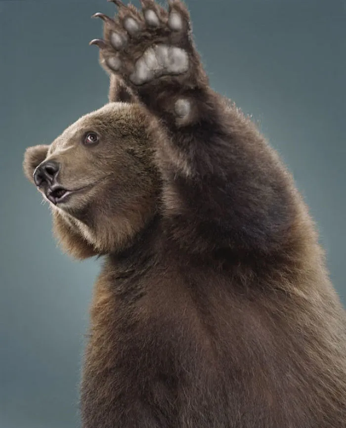 Jill Greenberg Photographed Bears In A Setting You’ve Probably Never Seen Before (30 Pics)