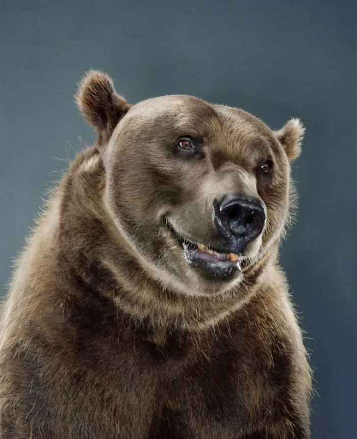 Jill Greenberg Photographed Bears In A Setting You’ve Probably Never Seen Before (30 Pics)