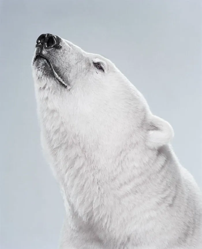 Jill Greenberg Photographed Bears In A Setting You’ve Probably Never Seen Before (30 Pics)