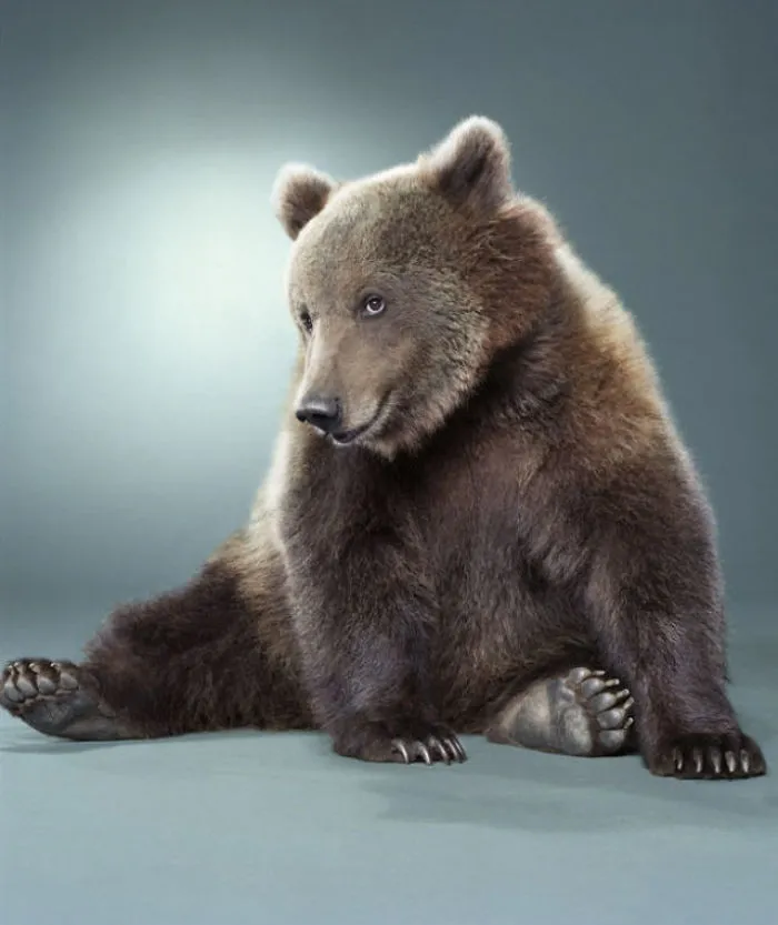 Jill Greenberg Photographed Bears In A Setting You’ve Probably Never Seen Before (30 Pics)