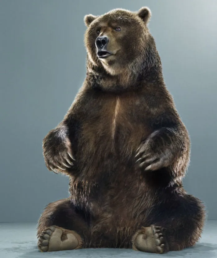 Jill Greenberg Photographed Bears In A Setting You’ve Probably Never Seen Before (30 Pics)