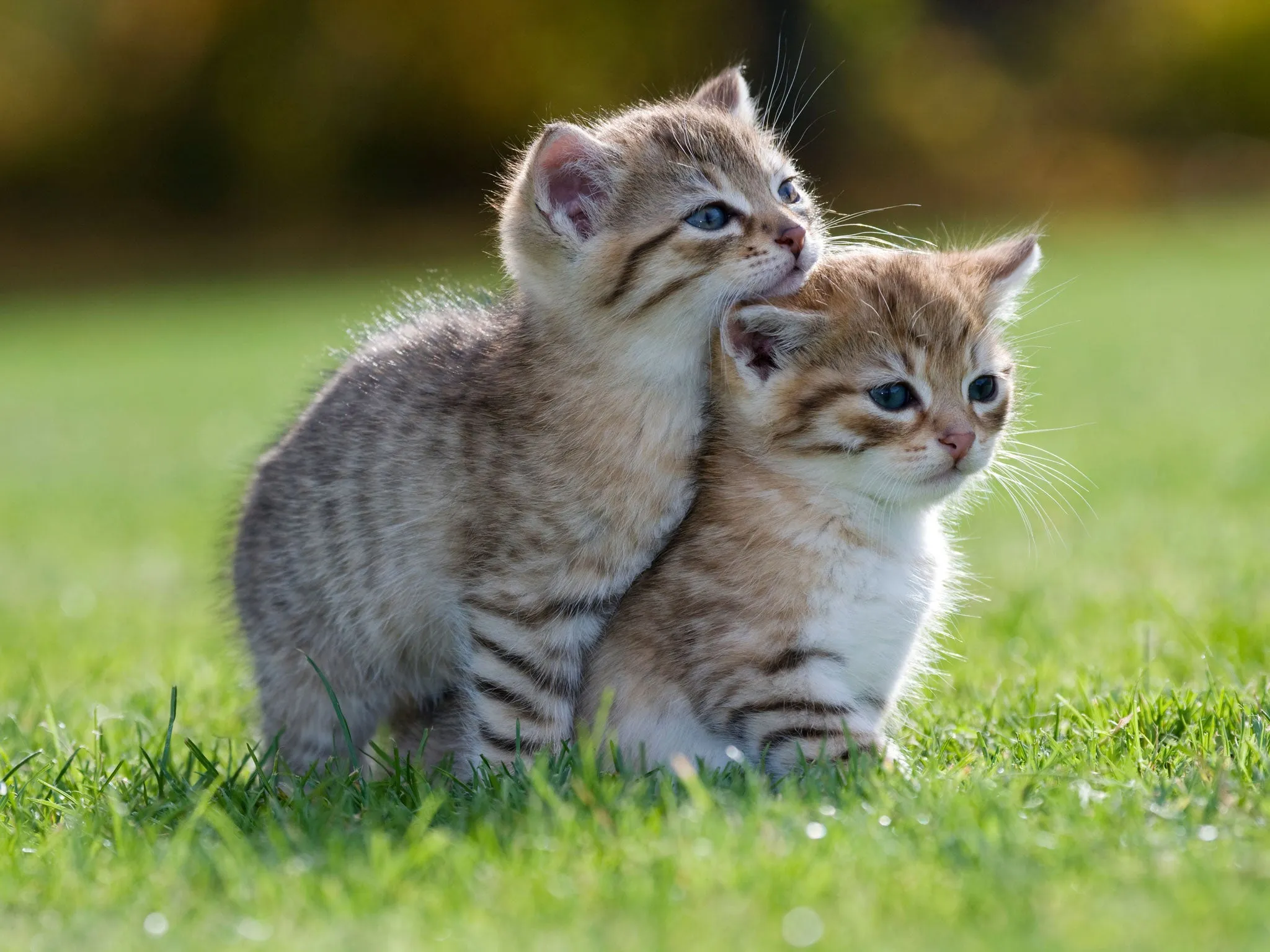 Here Are Some Cute Animals During These Rough Times.