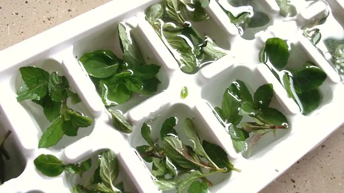 Freeze Fresh Herbs