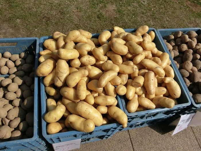 Keep Potatoes In A Dark Place