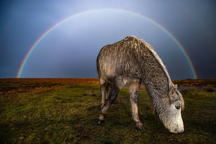 Public's Winner: 3rd Place  'Under The Rainbow' By Joann Randles