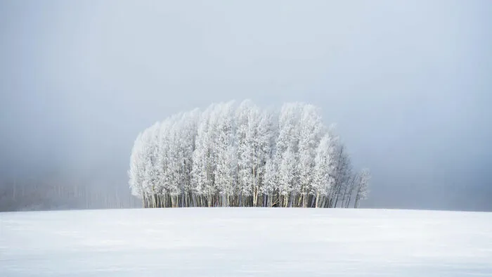 Finalist 'Trees & Fog' By Preston Stoll