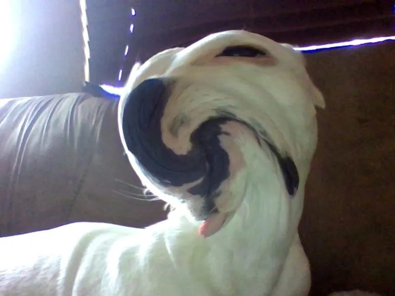 What Happens When You Put A Filter On You're Dog?