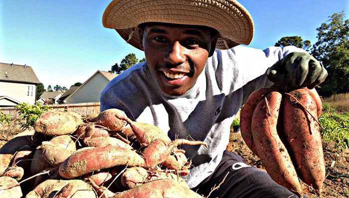 First Time Growing And Harvesting Sweet Potatoes