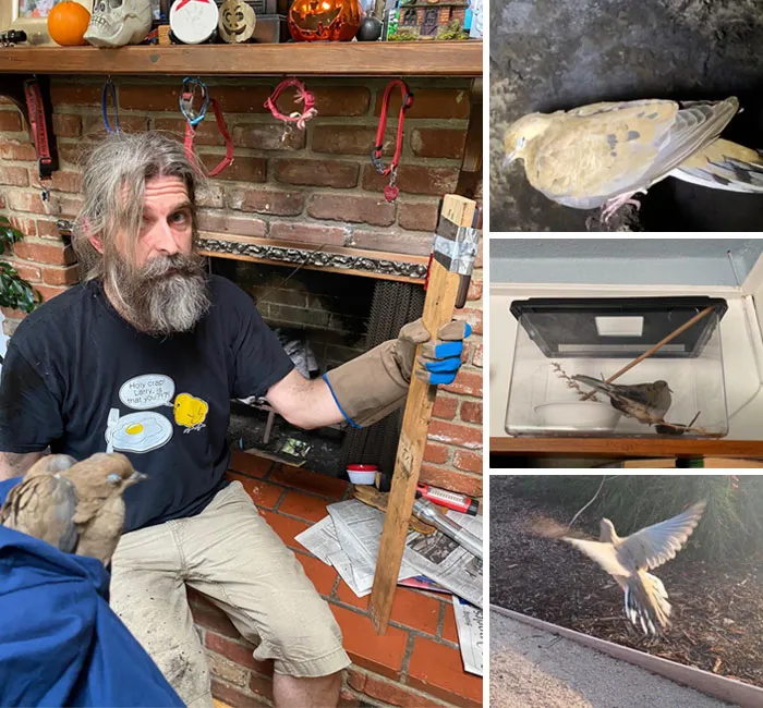A Mourning Dove Had Been Trapped In Our Chimney For Hours. With His iPhone & A Flashlight Taped To A Board & Facetime Guiding The Way, Hubby Was Able To Retrieve The Poor Thing