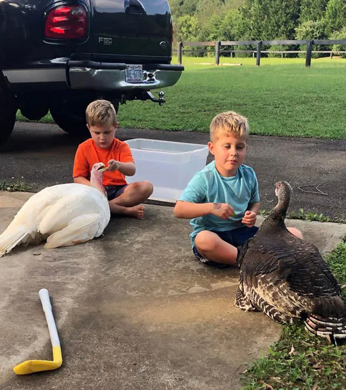 My Twin Sons And Their Pet Turkeys. They Raised Them By Hand Since They Were Chicks