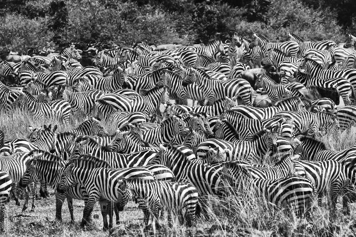 30 Wildlife Photos With A Near-Death Story Behind Them As Told By Photographer Couple Uri And Helle Løvevild Golman