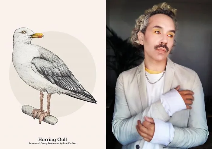Herring Gull