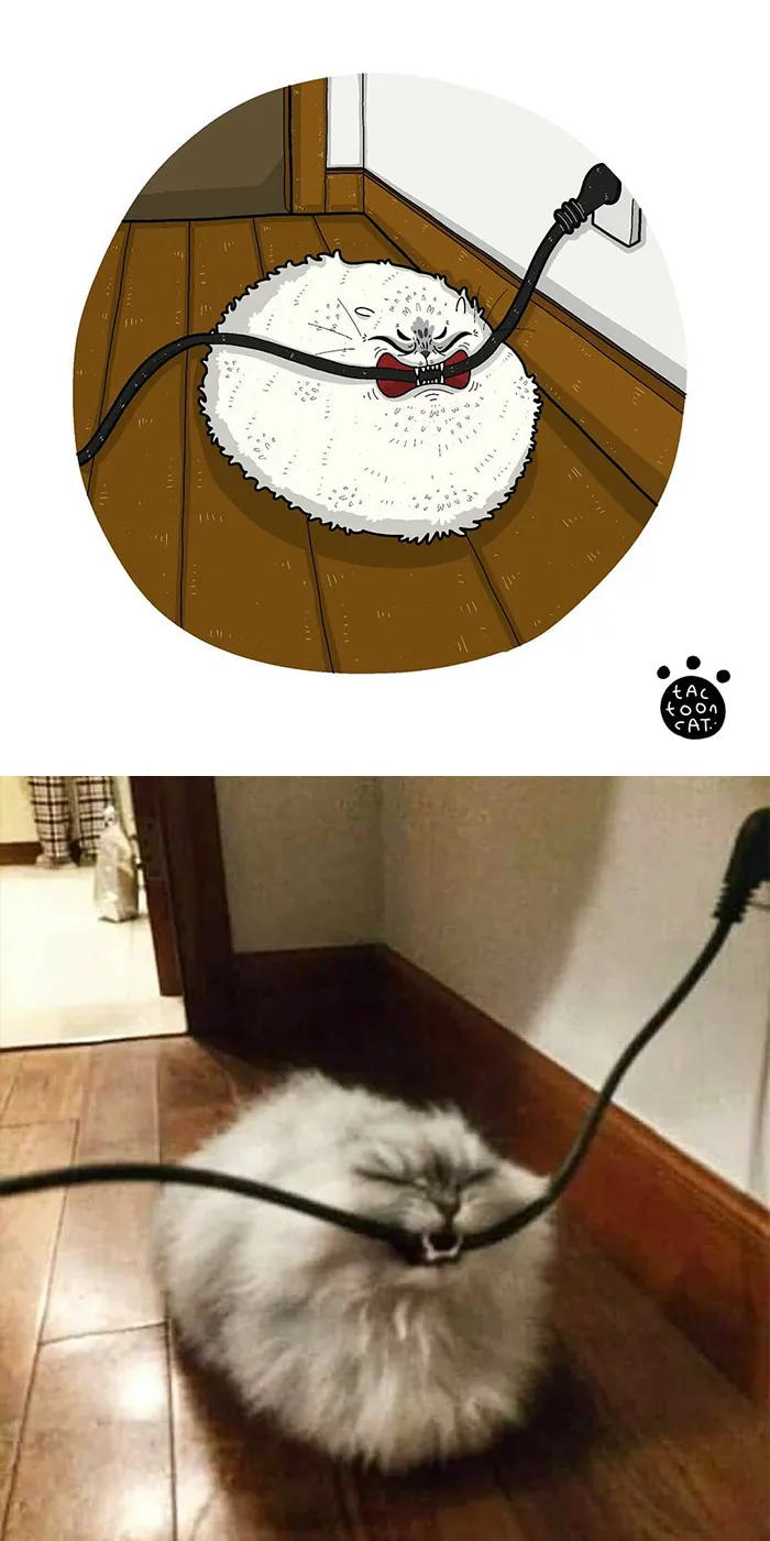 30 Of The Funniest Internet-Famous Cat Pics Get Illustrated By Tactooncat