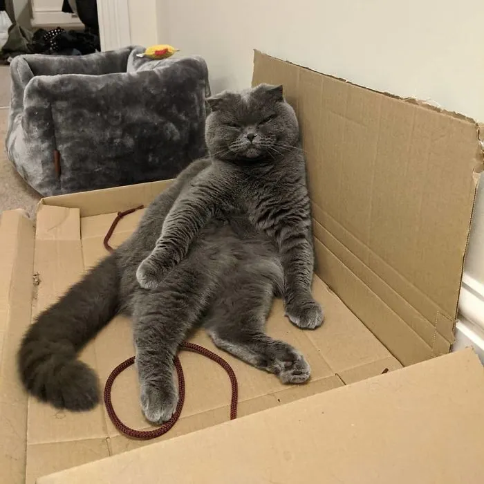Ungrateful Cat