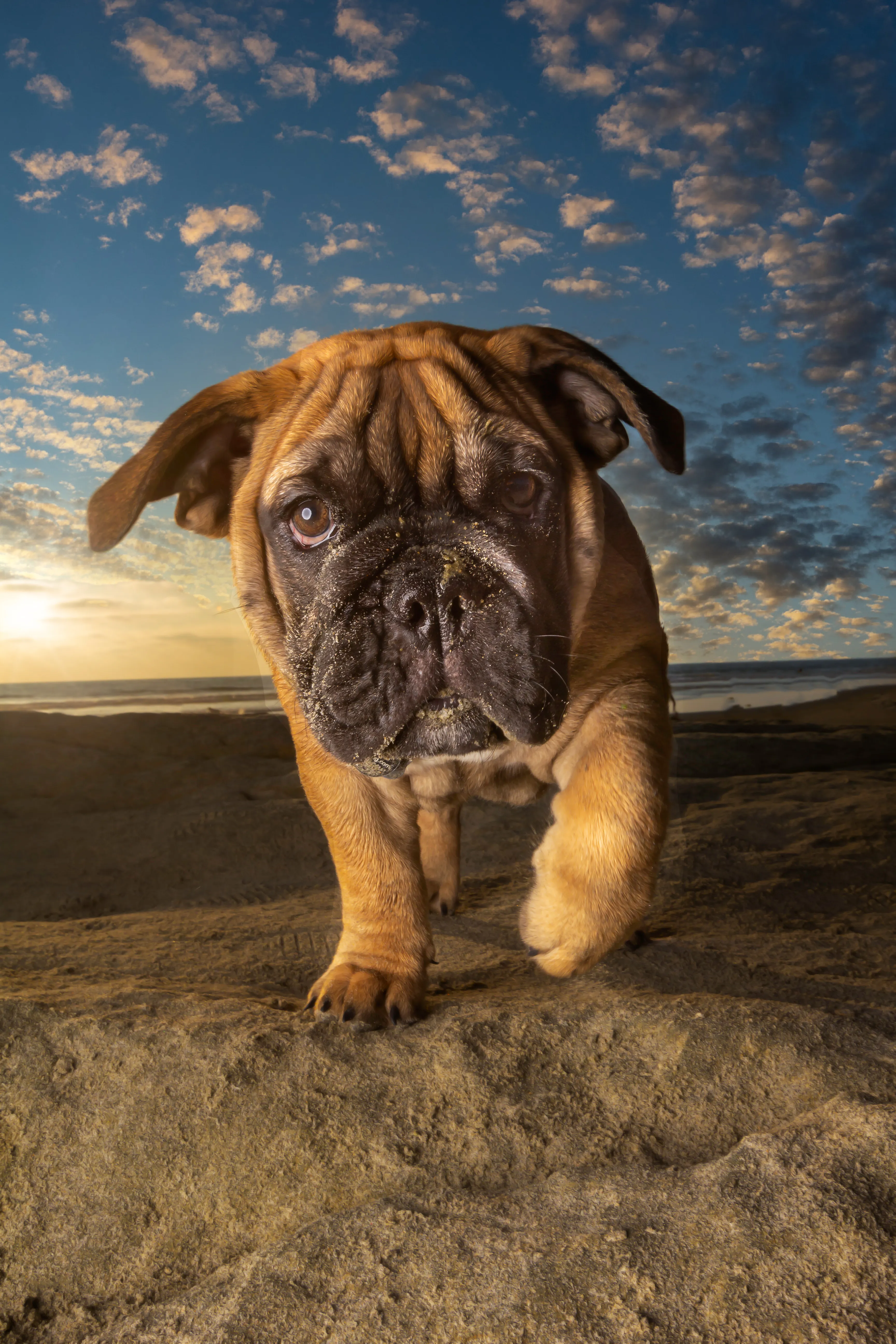 Doggie Beach Bums Of Southern California