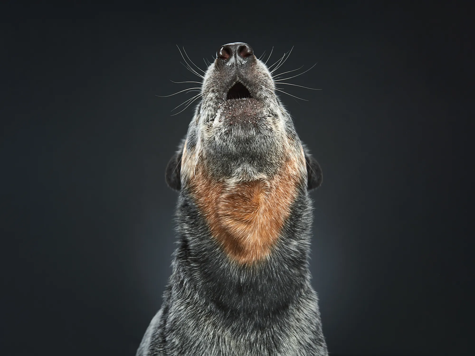 What If Dogs Had Their Own Oscar? Choose Your Favourite Nominee.
