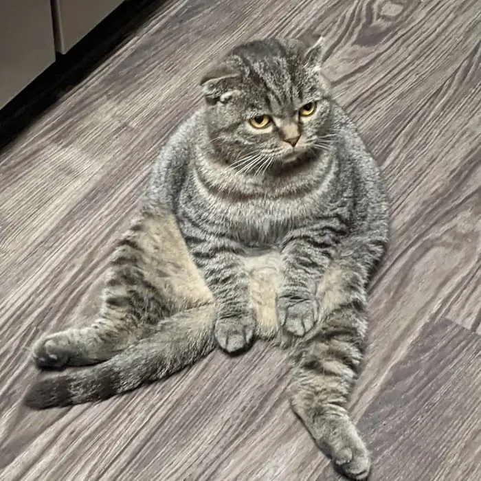 The 'Unflattering Cat Photo Challenge' Is Trending And It's Hilarious How Unphotogenic These Cats Are